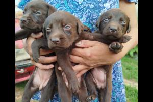 Compra - Venta Sin datos  VENDO CACHORROS